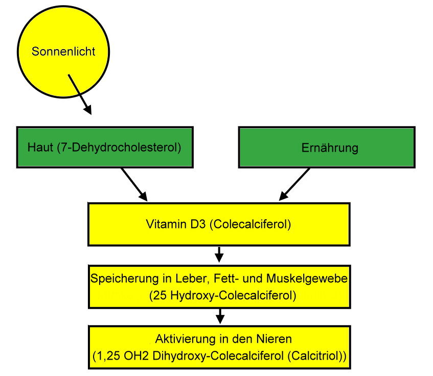 Darstellung - Vitamin-D-Produktion im K&ouml;rper - www.supplemento.de